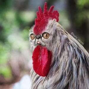 Meet your Posher, Shane